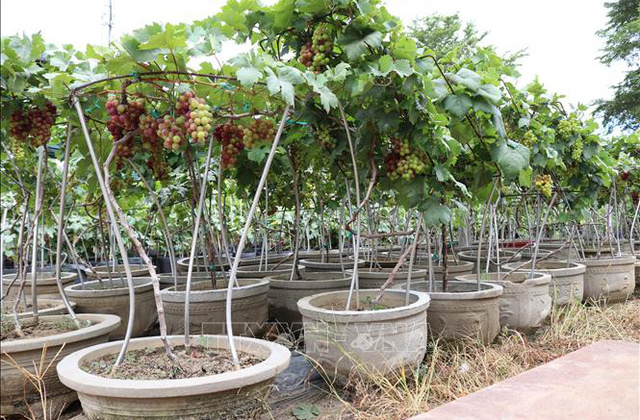 Nho cảnh hút khách dịp Tết