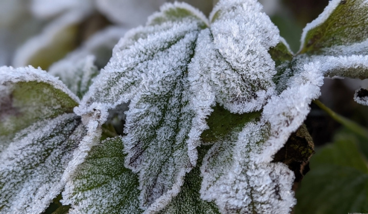 Thiên đường tuyết trắng trên đỉnh Phia Oắc Cao Bằng