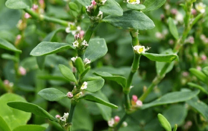 Nghiên cứu ảnh hưởng của vi sóng đến trích ly flavonoid từ rau đắng đất Glinus oppositifolius