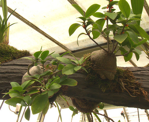 Nghiên cứu chế biến trà túi lọc Bí kỳ nam (Hydnophytum formicarum Jack.) chứa hàm lượng polyphenol cao