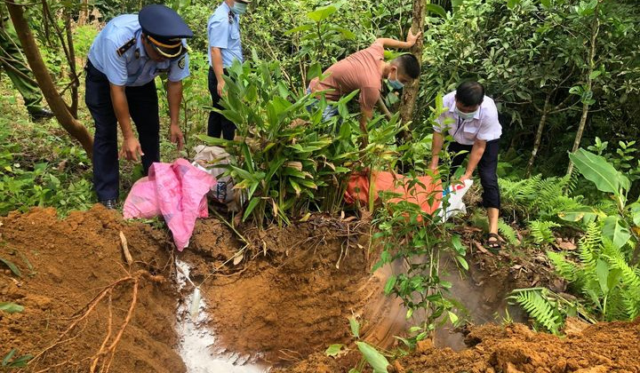 Hà Giang: Tiêu hủy trên 100 tấn lợn nhiễm dịch tả Châu Phi trong 1 tháng