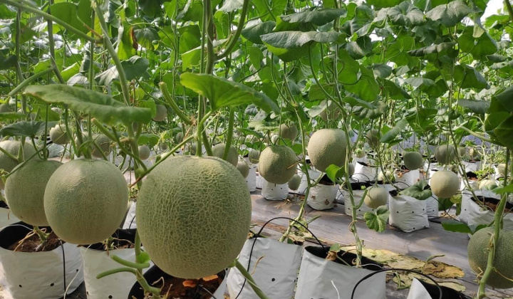 Đẩy mạnh hoạt động tiêu thụ nông sản Việt trực tuyến - Phục hồi kinh tế sau mùa dịch