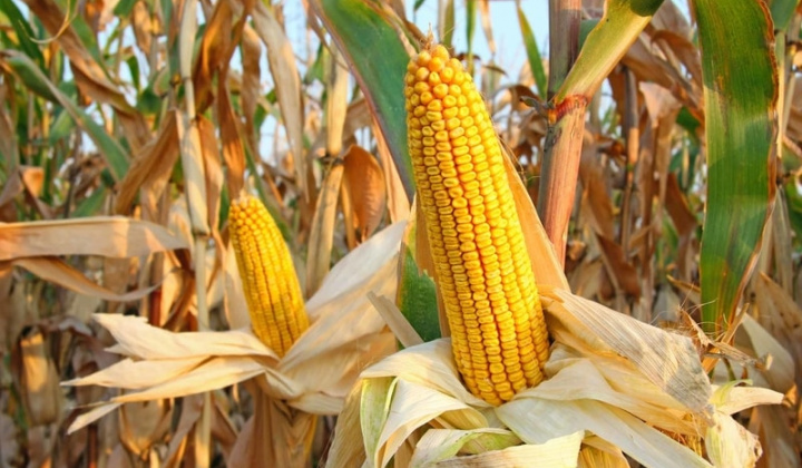 USDA: Việt Nam sẽ trở thành quốc gia nhập khẩu ngô lớn thứ 5 thế giới