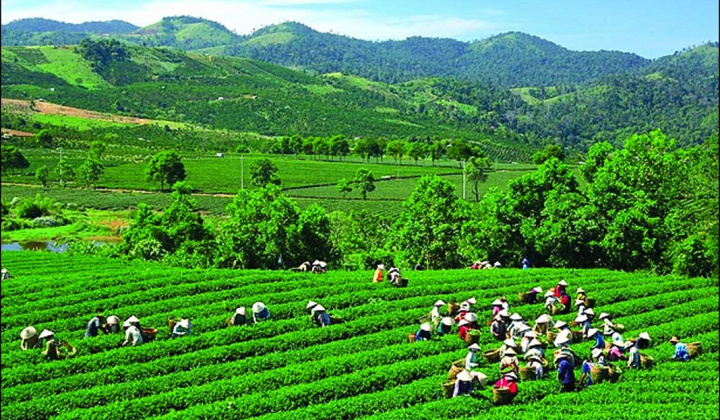 Các nhân tố ảnh hưởng đến quyết định tham gia hợp tác xã của nông hộ tại tỉnh Hậu Giang