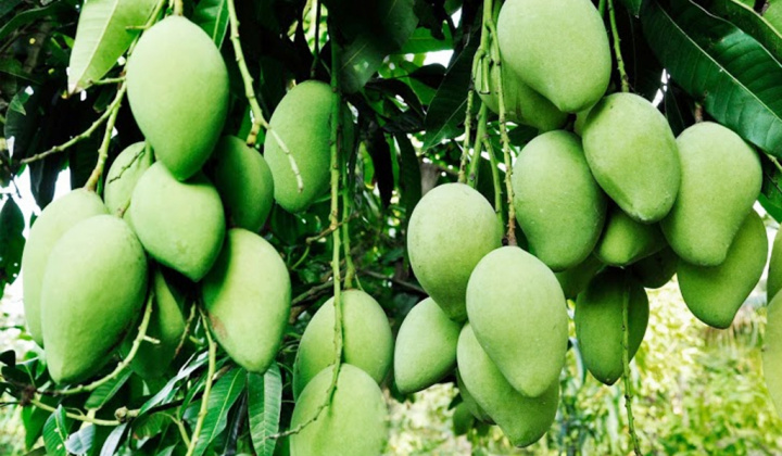 Ngành Công Thương Sóc Trăng hỗ trợ tiêu thụ 98% nông sản đến ngày thu hoạch