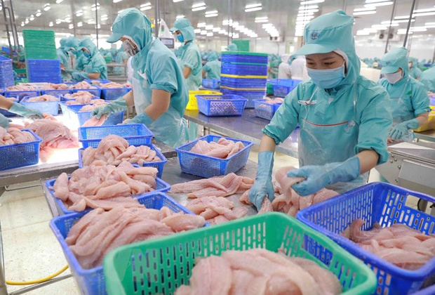 Xuất khẩu cá tra Việt Nam sang Brazil tăng hơn 50%, đạt 47,44 triệu USD