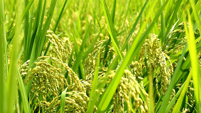 Các yếu tố ảnh hưởng đến quyết định tham gia hợp tác xã của nông dân trồng lúa: Trường hợp nghiên cứu ở Đồng bằng sông Cửu Long