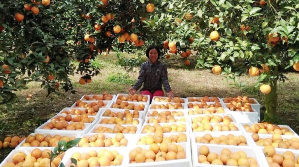 Cam Hà Giang, Cao Phong lên sàn thương mại điện tử