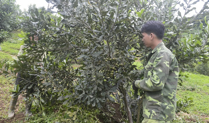 Điện Biên phát triển nông nghiệp theo hướng công nghệ cao