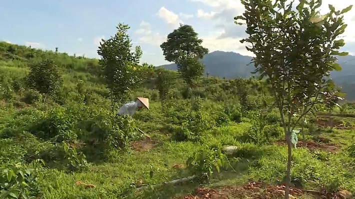 Điện Biên: Cây mắc ca giúp xóa đói giảm nghèo