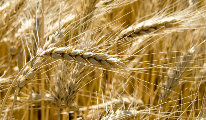 Giá nông sản thế giới đồng loạt tăng sau khi Hoa Kỳ công bố dữ liệu thị trường gây bất ngờ