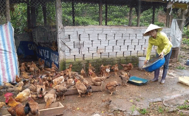 Những phụ nữ vùng cao làm kinh tế giỏi