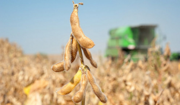 Giá đậu tương và giá ngô phục hồi mạnh khi thời tiết khô hạn kéo dài