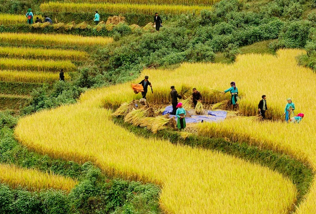 Phân bón văn Điển: Lan tỏa thương hiệu trên vùng đất chua trũng, đồi dốc