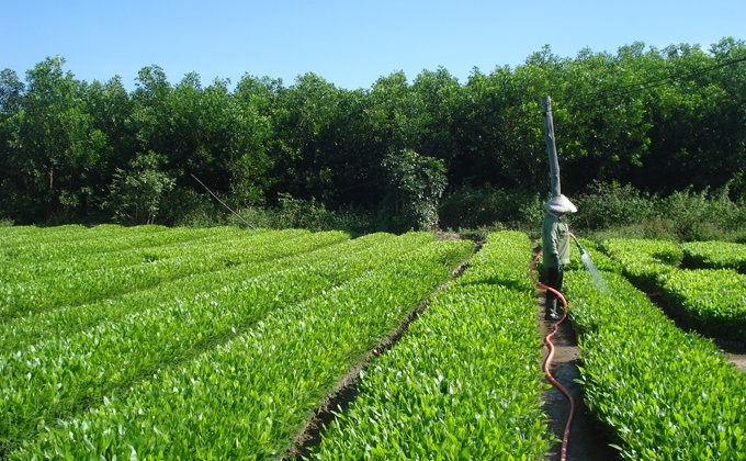 Thực trạng xác định giá trị doanh nghiệp nhà nước trong sản xuất lâm nghiệp hiện nay