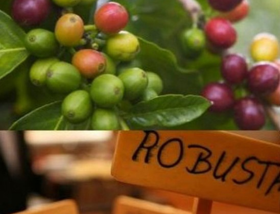 Chiến lược mới cho cà phê Việt Nam tiến sâu vào thị trường Anh