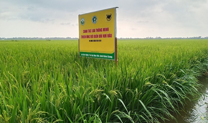 Canh tác lúa thông minh, thích ứng với biến đổi khí hậu