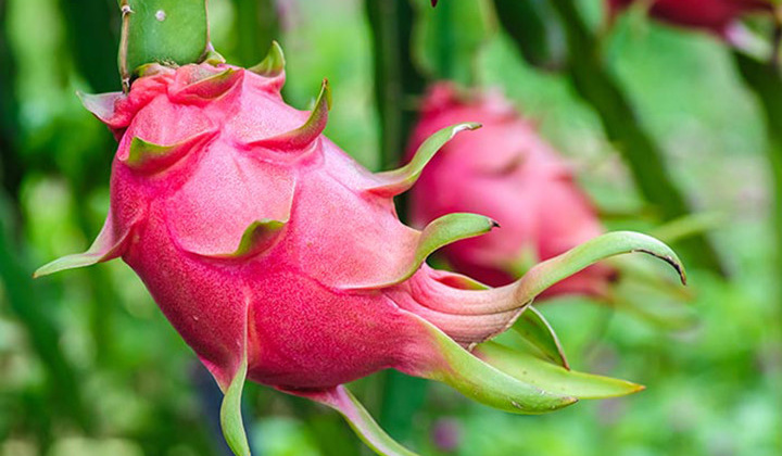 Xuất khẩu 190 tấn thanh long sang Trung Quốc trong ngày mùng 1 Tết