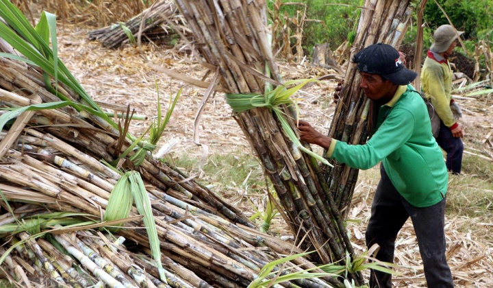 Tạm áp thuế chống bán phá giá và chống trợ cấp với đường mía Thái Lan nhập khẩu