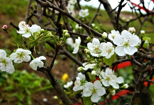 Thời tiết 24-2: Nắng ấm trải khắp miền Bắc