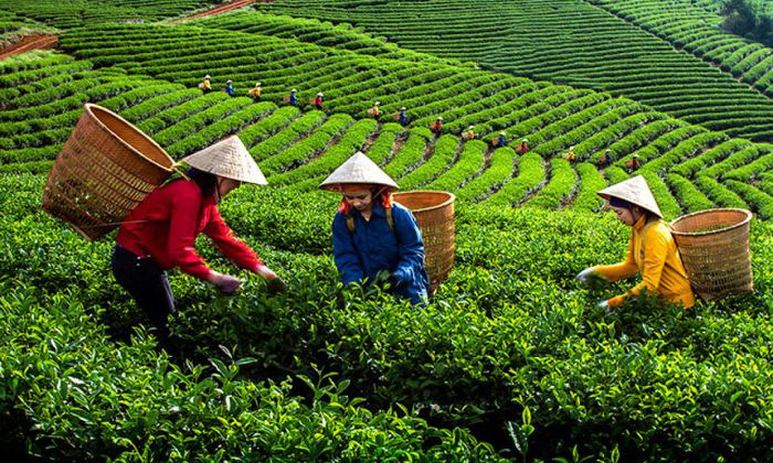 Phân bón Văn Điển: “Khắc tinh” để cải tạo đất đồi dốc, bạc màu