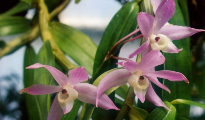 Ảnh hưởng của chitosan lên sự tăng sinh PLBs và tái sinh chồi của lan Thạch hộc tía (Dendrobium officinale Kimura et Migo) in vitro