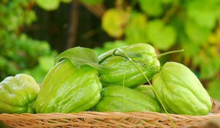 Các lợi ích không ngờ của quả su su