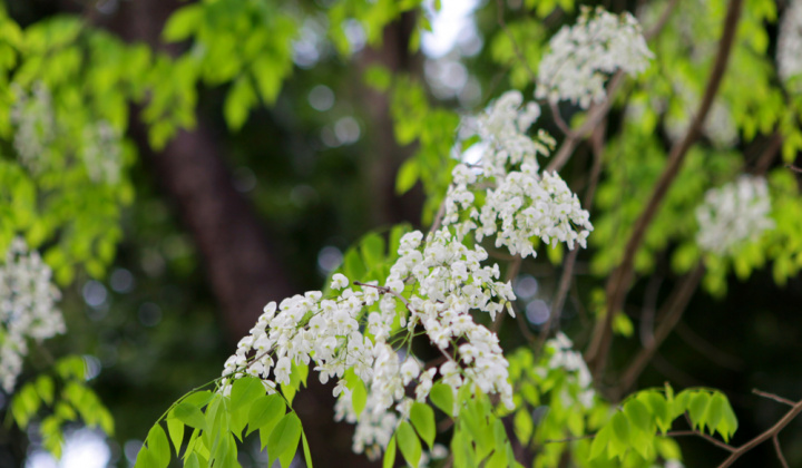 Thời tiết ngày 14-3: Miền Bắc tiếp tục nồm ẩm, nhiệt độ tăng dần