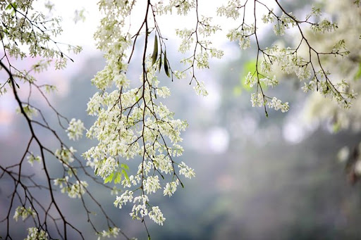 Thời tiết 17-3: Hà Nội tiếp tục tiết trời nồm ẩm, sáng sớm có mưa phùn nhẹ