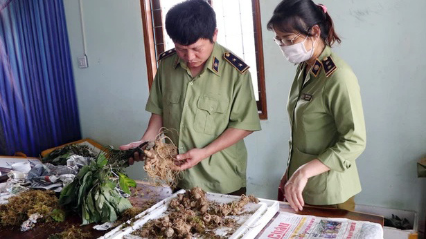 Bắt vụ vận chuyển Sâm Ngọc Linh giả tại "thủ phủ" Sâm thật