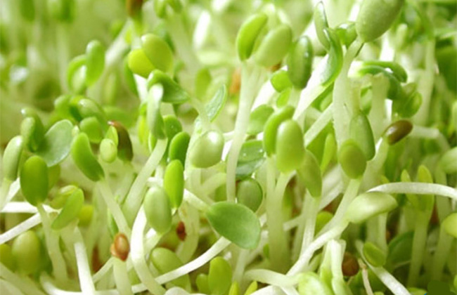 Cận cảnh nhà máy trồng rau mầm bằng ánh sáng lớn nhất Nhật Bản