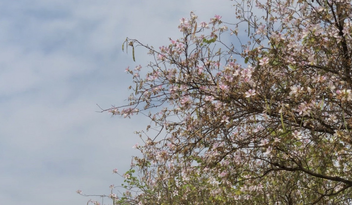 Mùa hoa sưa, hoa ban về trên phố