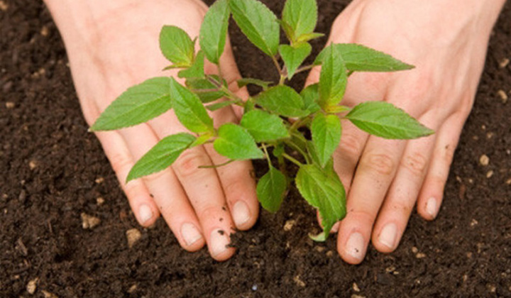 Xây dựng bản đồ đánh giá sự thích nghi của cây trồng đối với đặc tính môi trường đất đai của huyện Thạnh Phú, tỉnh Bến Tre