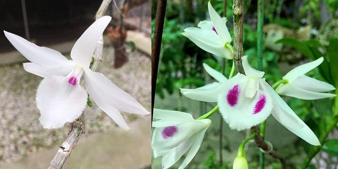 Quản lý thuế với các giao dịch “lan đột biến” thế nào?