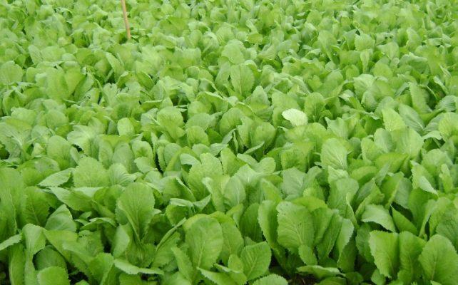 Ảnh hưởng của phân bón lá chiết suất từ dịch thủy phân cá tra lên sự sinh trưởng và phát triển của cây cải xanh