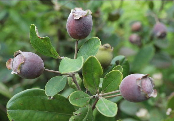 Ảnh  hưởng của enzyme pectinase trong quá trình trích ly polyphenol và vitamin C từ quả sim