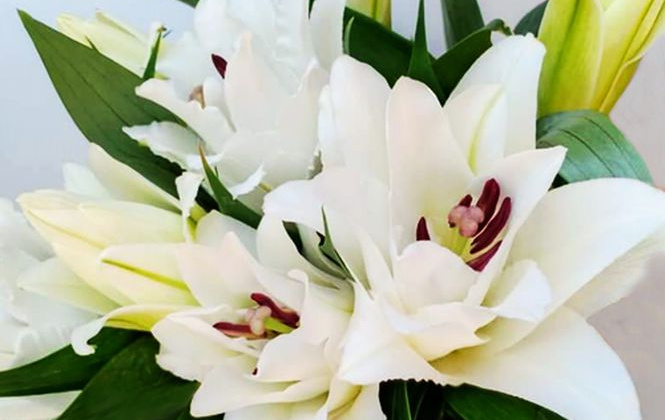 Hoa ly trắng mang ý nghĩa gì?