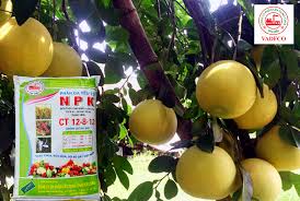 Phân bón Văn Điển - Sự lựa chọn thích hợp cho vùng chuyên canh Hà Tĩnh