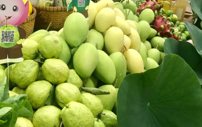 Thị phần trái xoài, ổi và măng cụt Việt Nam tại Nga tăng mạnh