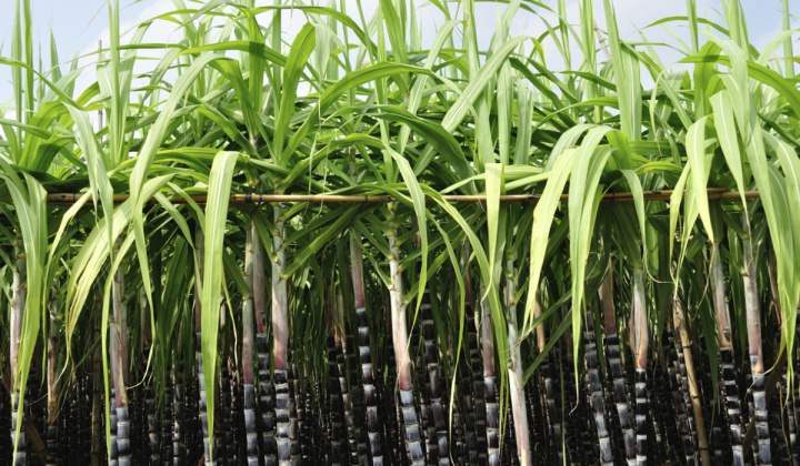 Thái Lan giảm tiêu chuẩn chất lượng của đường nhằm đẩy mạnh xuất khẩu