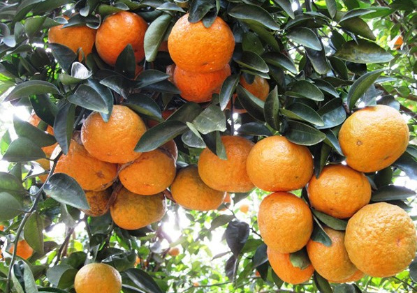 Phân bón NPK Văn Điển: Đáp ứng tốt nhu cầu dinh dưỡng cho cây cam thời kỳ thúc quả