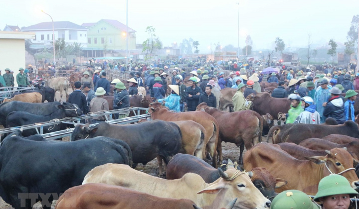 Xử lý nghiêm các trường hợp vận chuyển trái phép trâu, bò từ nước ngoài vào Việt Nam