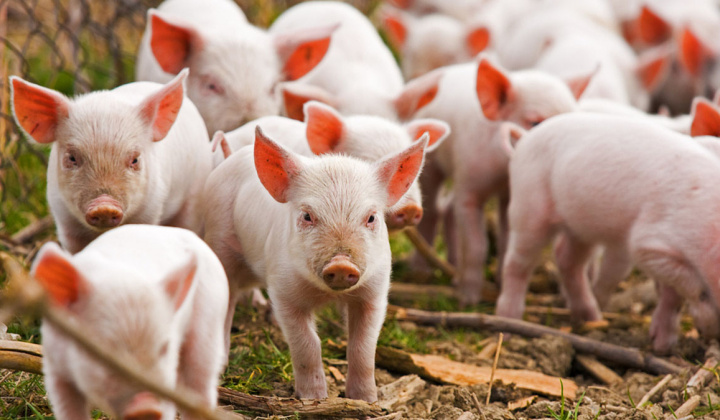 Xuất khẩu lợn sang Campuchia cần đáp ứng đầy đủ yêu cầu kiểm dịch