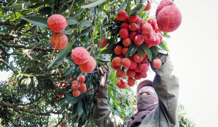 Bộ Công Thương yêu cầu tạo thuận lợi khi cấp C/O cho nông sản xuất khẩu