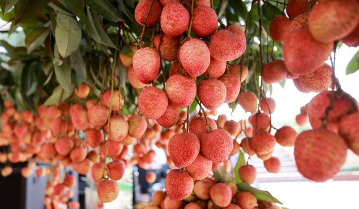 Tổng cục QLTT ban hành Kế hoạch triển khai ngay các biện pháp hỗ trợ tiêu thụ hàng hóa cho người dân vùng dịch