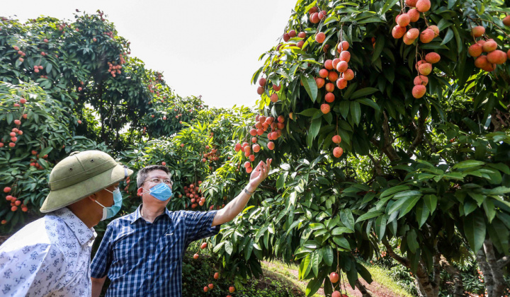 Hợp tác với các sàn thương mại điện tử, nhiều siêu thị chung tay hỗ trợ tiêu thụ vải thiều