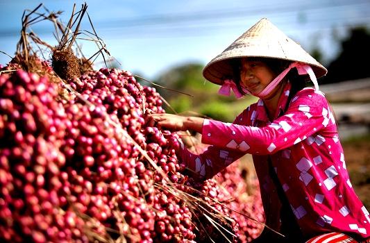Giải pháp giảm nghèo bền vững trong đồng bào Khmer Sóc Trăng hiện nay