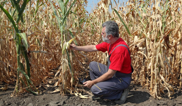 Giá lương thực toàn cầu tiệm cận mức cao nhất 10 năm, rủi ro lạm phát diện rộng tăng cao