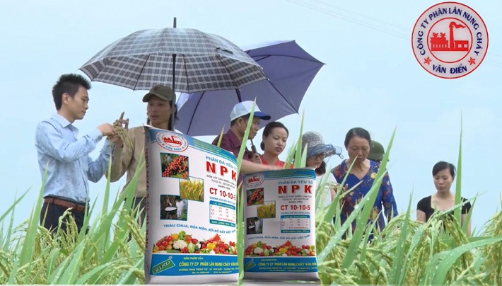 Phân bón NPK Văn Điển giúp cây lúa vụ mùa ở các tỉnh phía Bắc đạt hiệu quả vượt trội