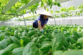 Một số bài học kinh nghiệm rút ra từ hoạt động quản lý nhà nước về sản xuất rau an toàn ở Thành phố Hồ Chí Minh